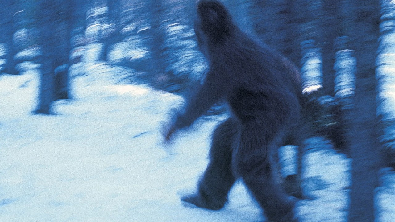 I recently joined a Bigfoot research group on an expedition Part 2